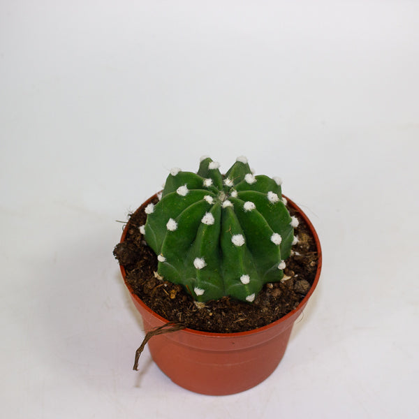 Echinopsis ancistrophora 10.5cm H15cm