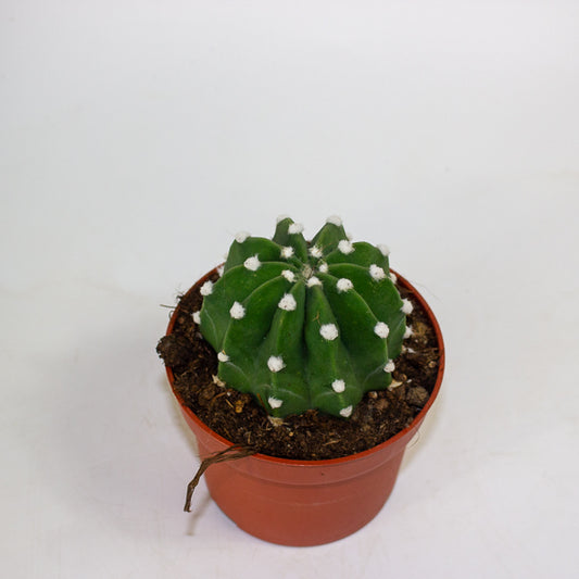 Echinopsis ancistrophora 10.5cm H15cm