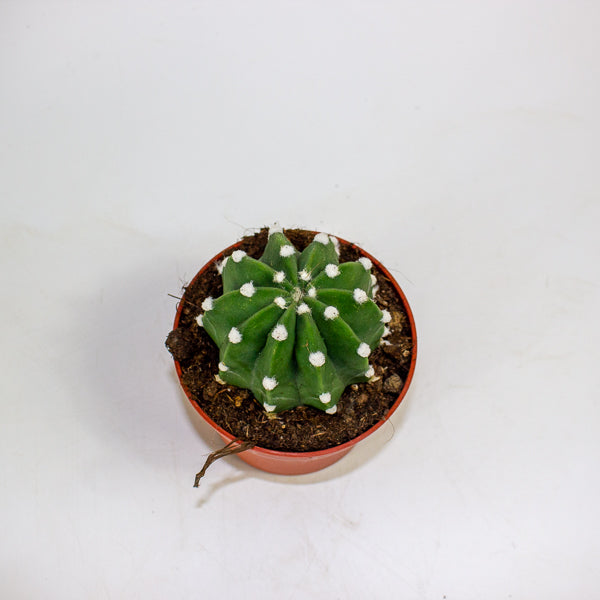 Echinopsis ancistrophora 10.5cm H15cm