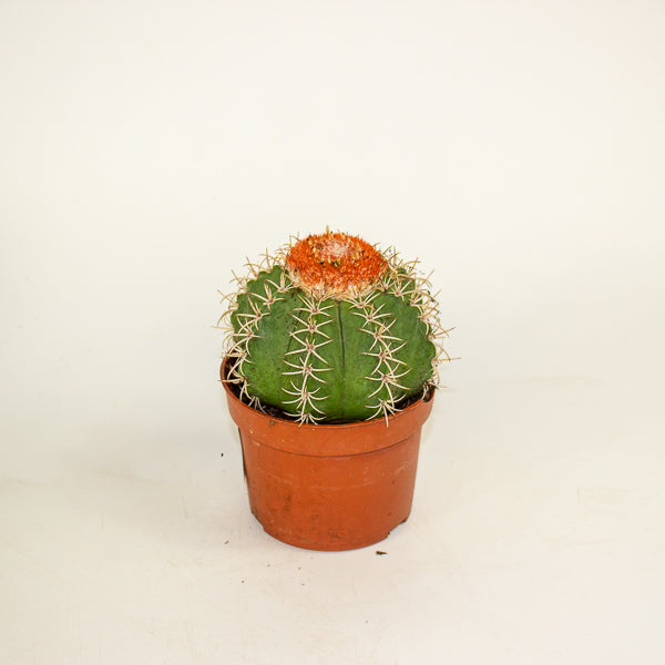 Melocactus matanzanus canarias 10.5cm H15cm