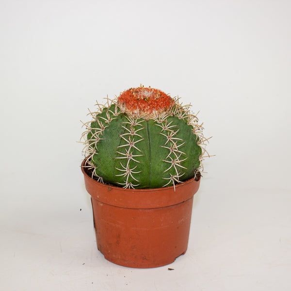 Melocactus matanzanus canarias 10.5cm H15cm