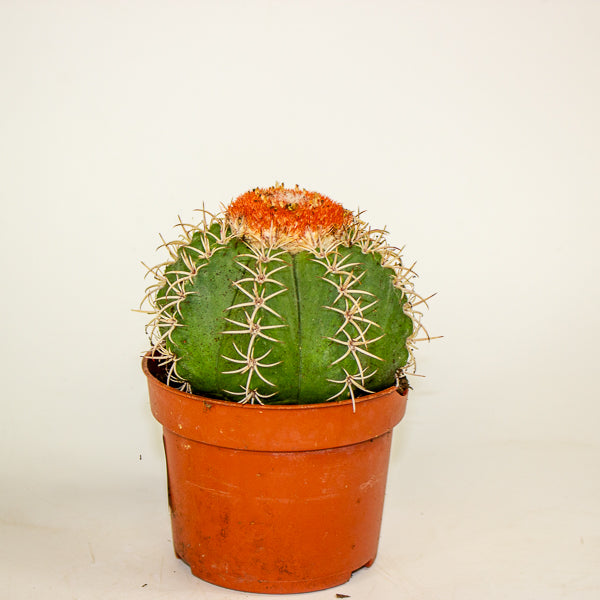 Melocactus matanzanus canarias 10.5cm H15cm