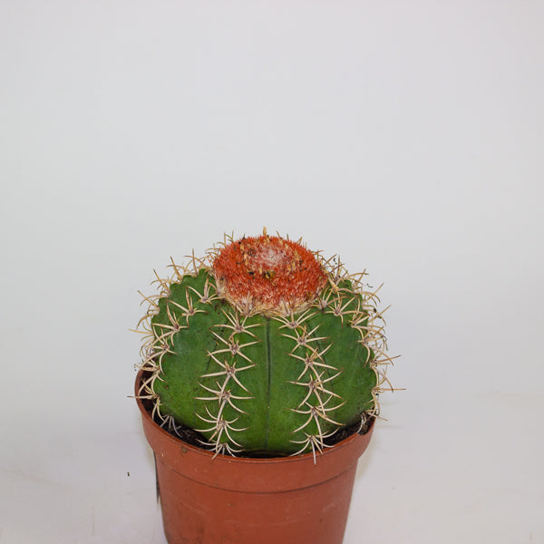 Melocactus matanzanus canarias 10.5cm H15cm