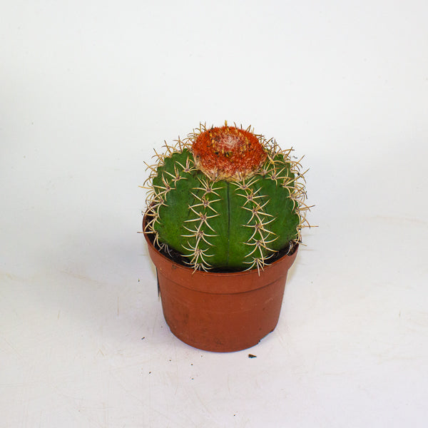 Melocactus matanzanus canarias 10.5cm H15cm