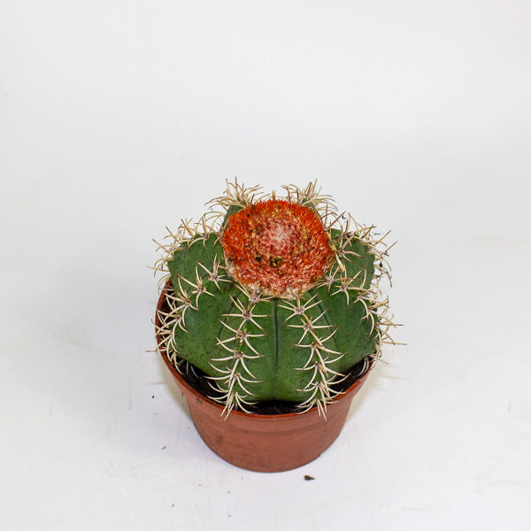 Melocactus matanzanus canarias 10.5cm H15cm