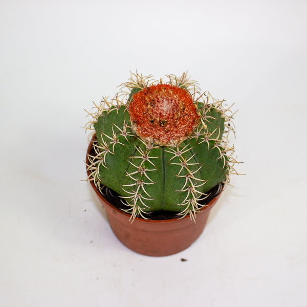 Melocactus matanzanus canarias 10.5cm H15cm