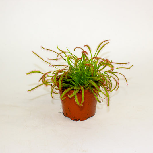Drosera Capensis red 8.5cm H13cm
