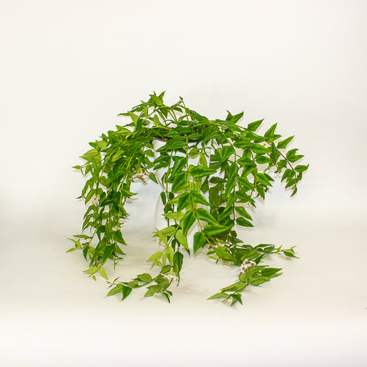 Hoya Bella 12cm H30cm