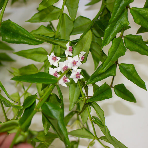 Hoya 'Bella'