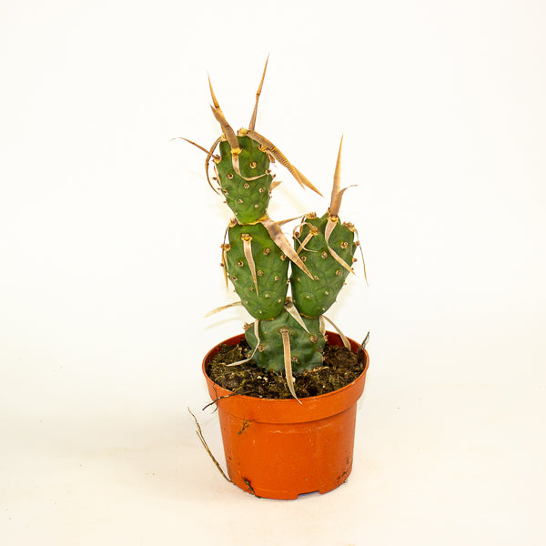 Tephrocactus articulatus 13cm H20cm