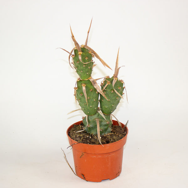 Tephrocactus articulatus 13cm H20cm