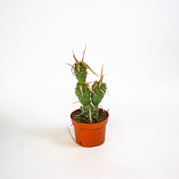 Tephrocactus articulatus 13cm H20cm