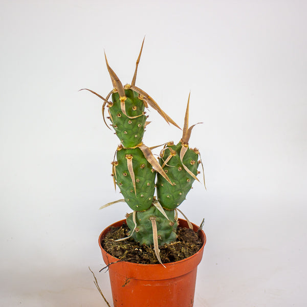 Tephrocactus articulatus 13cm H20cm