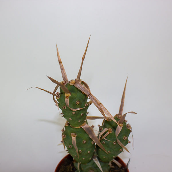 Tephrocactus articulatus 13cm H20cm