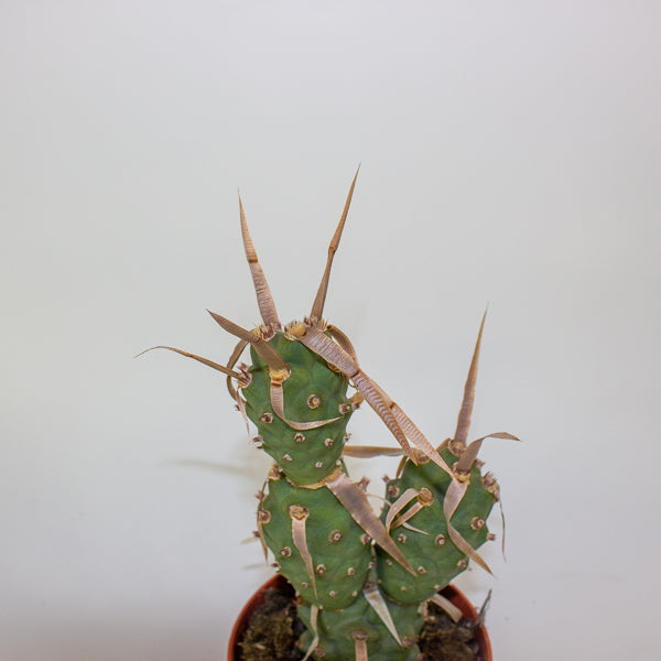Tephrocactus articulatus 13cm H20cm