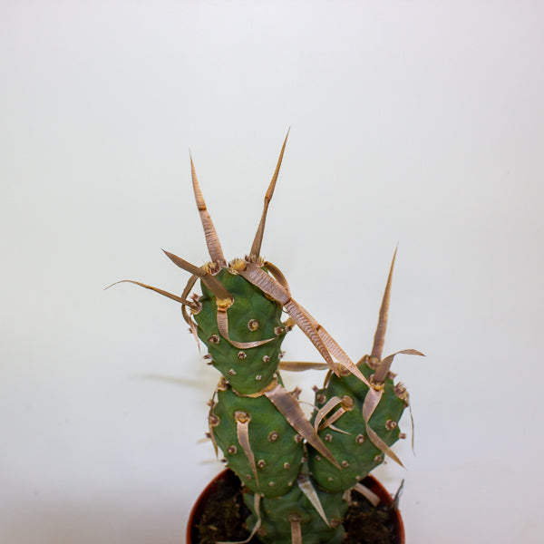 Tephrocactus articulatus 13cm H20cm
