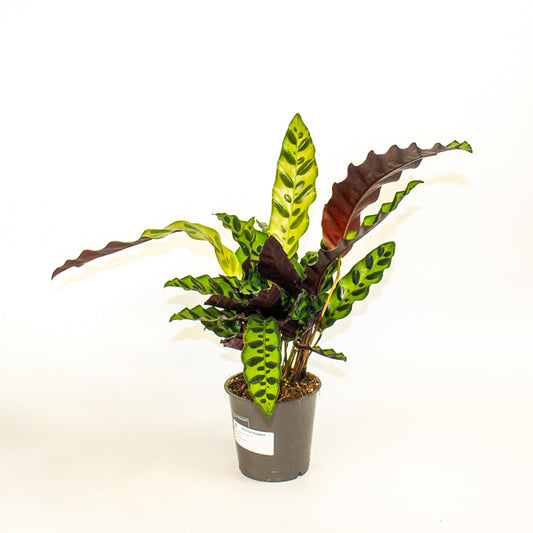 Calathea lancifolia 12cm H35cm