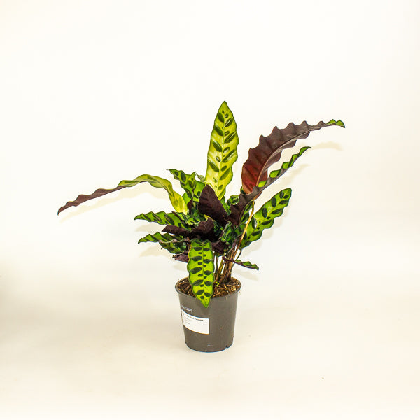 Calathea lancifolia 12cm H35cm