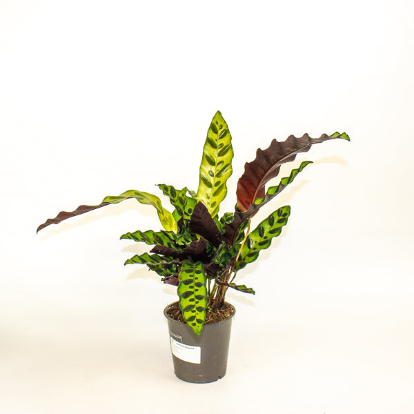 Calathea lancifolia 12cm H35cm