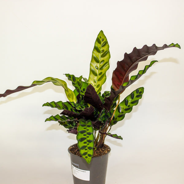Calathea lancifolia 12cm H35cm