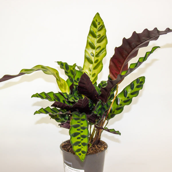 Calathea lancifolia 12cm H35cm