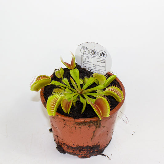 Dionaea muscipula 8.5cm H10cm