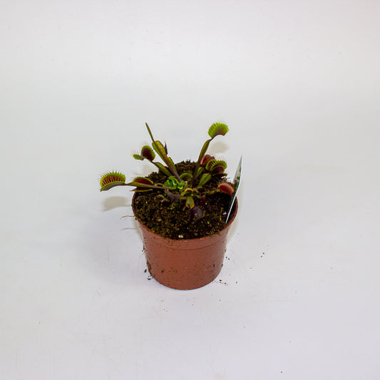 Dionaea muscipula red 8.5cm H10cm