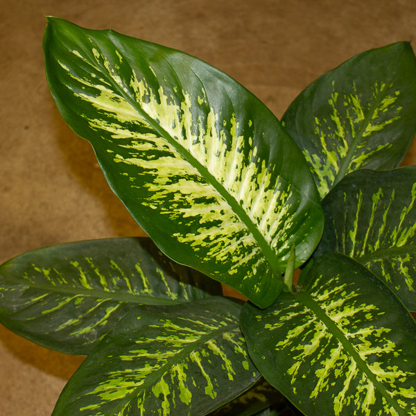 Dieffenbachia Tropic Snow 21cm H90cm