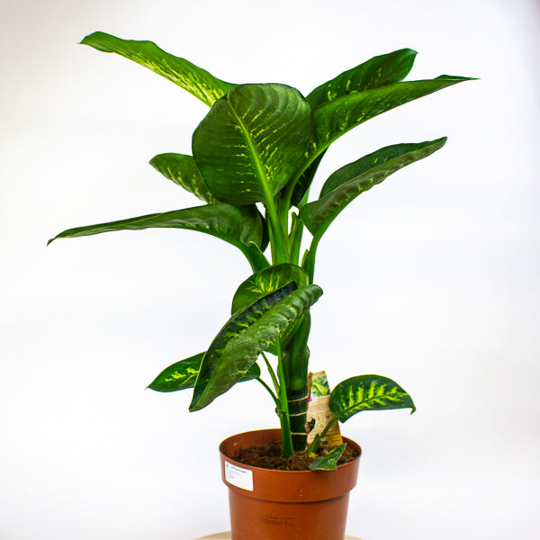 Dieffenbachia Tropic Snow 21cm H90cm