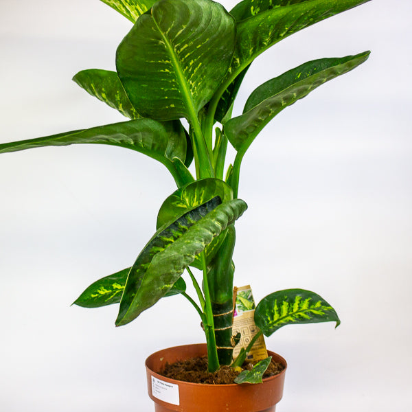 Dieffenbachia Tropic Snow 21cm H90cm