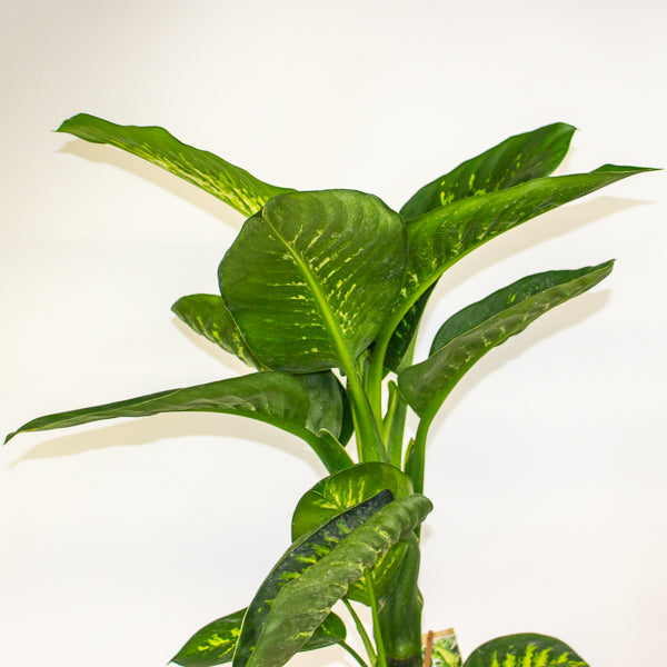 Dieffenbachia Tropic Snow 21cm H90cm