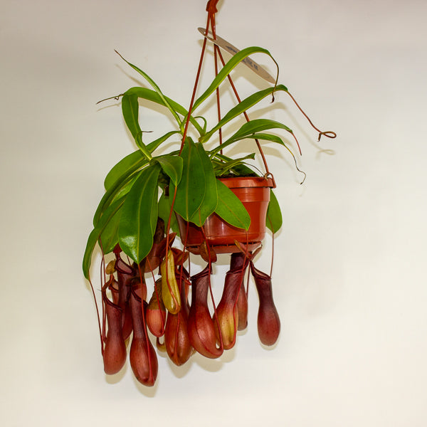 Nepenthes Monkey Jars 14cm H45cm - RESCUE- NO JARS -