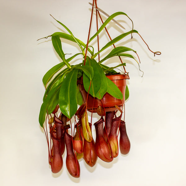 Nepenthes Monkey Jars 14cm H45cm - RESCUE- NO JARS -