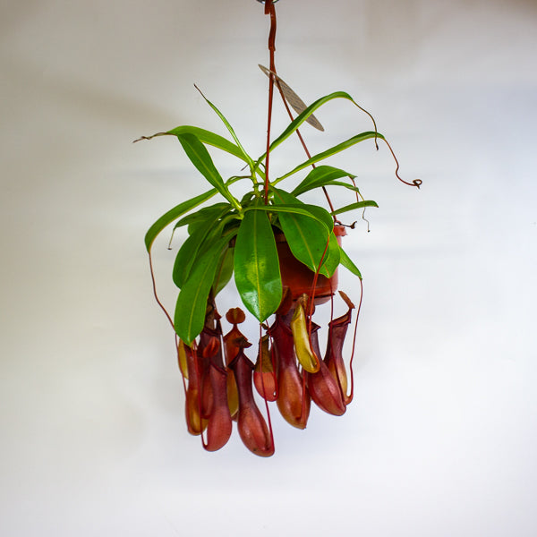 Nepenthes Monkey Jars 14cm H45cm - RESCUE- NO JARS -