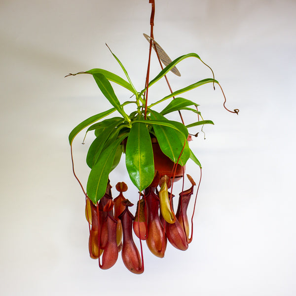 Nepenthes Monkey Jars 14cm H45cm - RESCUE- NO JARS -