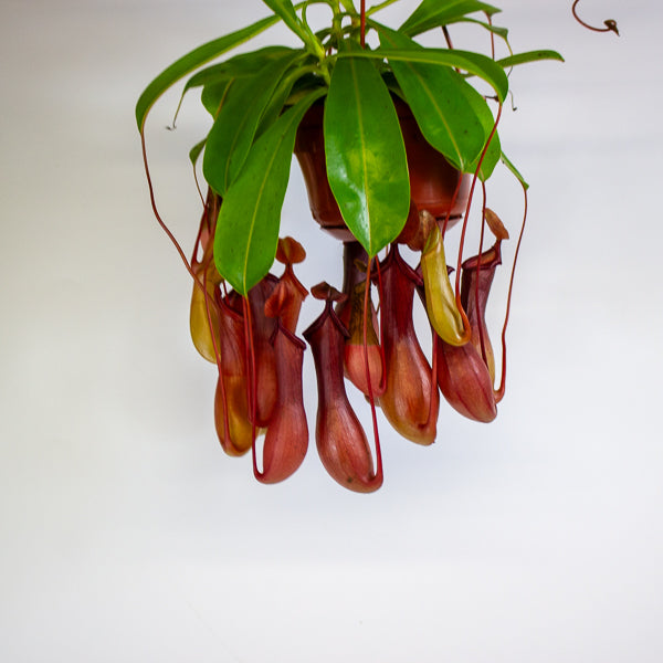 Nepenthes Monkey Jars 14cm H45cm - RESCUE- NO JARS -