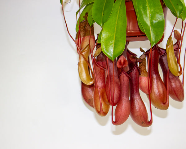 Nepenthes Monkey Jars 14cm H45cm - RESCUE- NO JARS -
