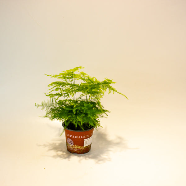 Asparagus setaceus 12cm H35cm