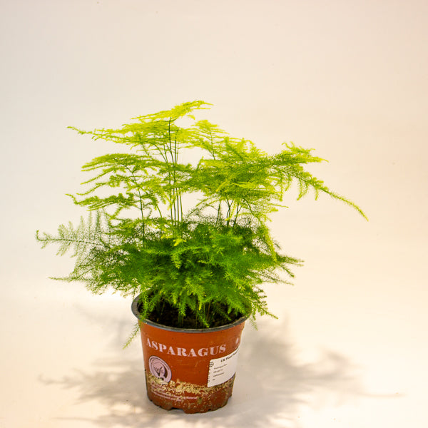 Asparagus setaceus 12cm H35cm