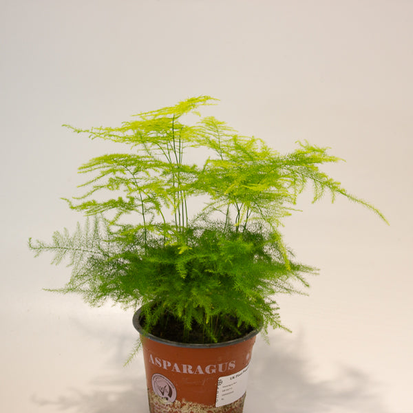 Asparagus setaceus 12cm H35cm