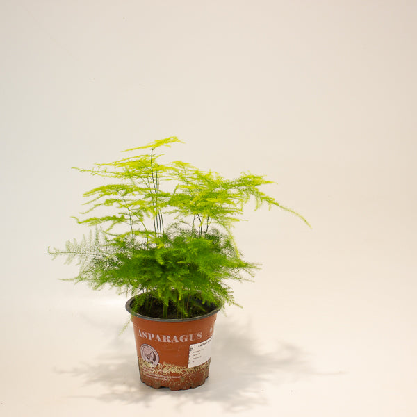 Asparagus setaceus 12cm H35cm