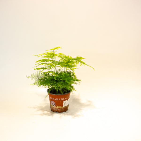 Asparagus setaceus 12cm H35cm