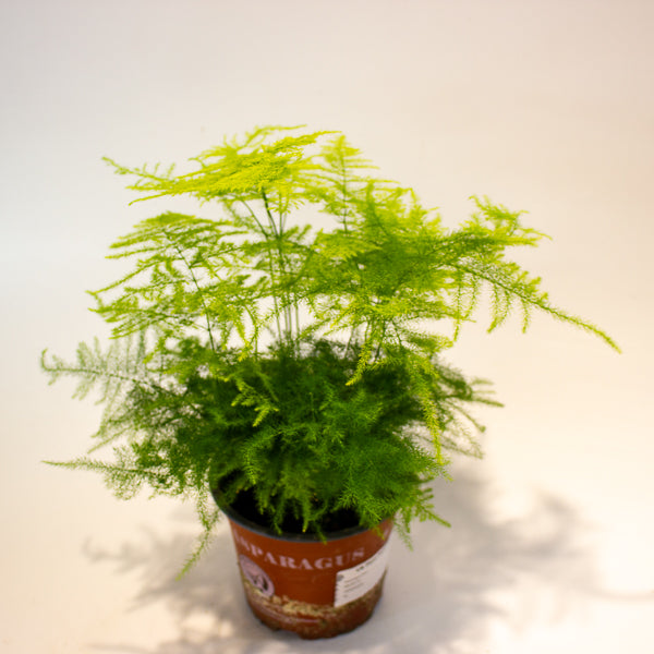 Asparagus setaceus 12cm H35cm