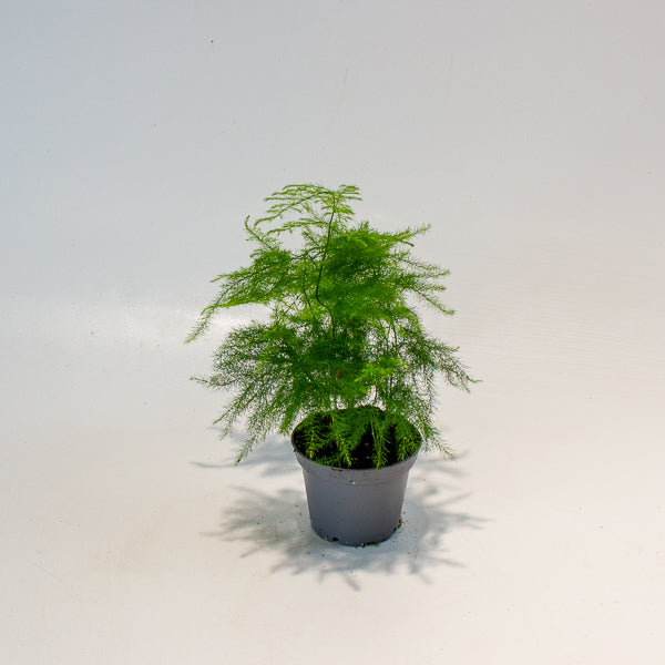 Asparagus Fern 7cm H15cm