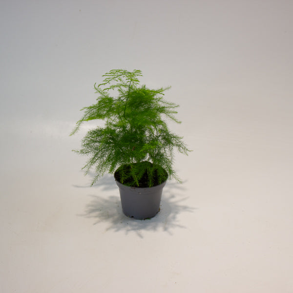 Asparagus Fern 7cm H15cm