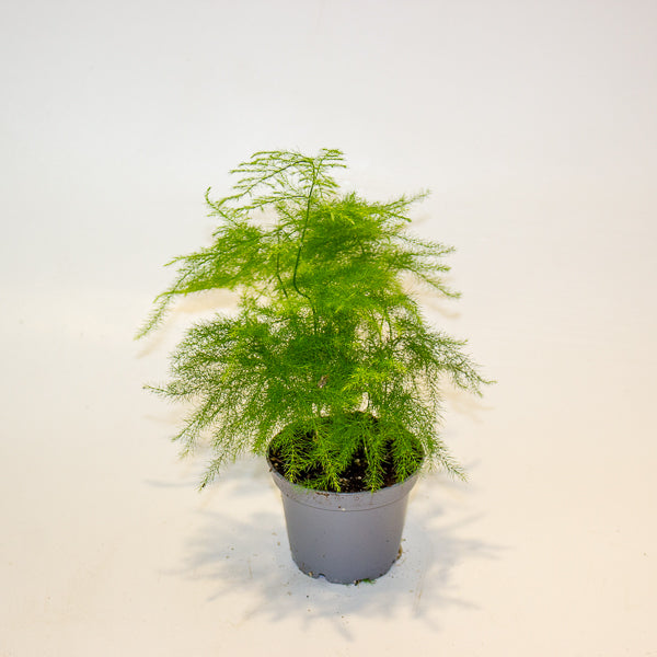 Asparagus Fern 7cm H15cm