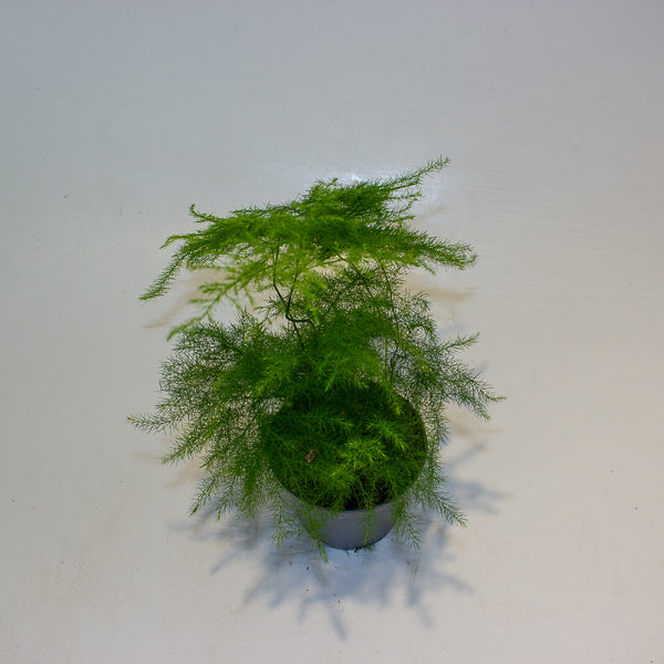 Asparagus Fern 7cm H15cm
