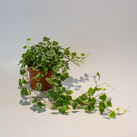 Hedera Helix White Wonder 13cm H20cm