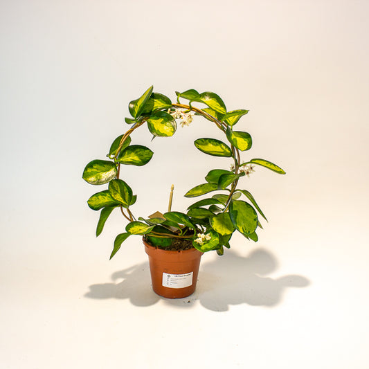 Hoya Australis Lisa on Trellis 12cm H45cm