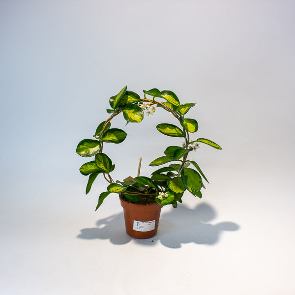 Hoya Australis Lisa on Trellis 12cm H45cm